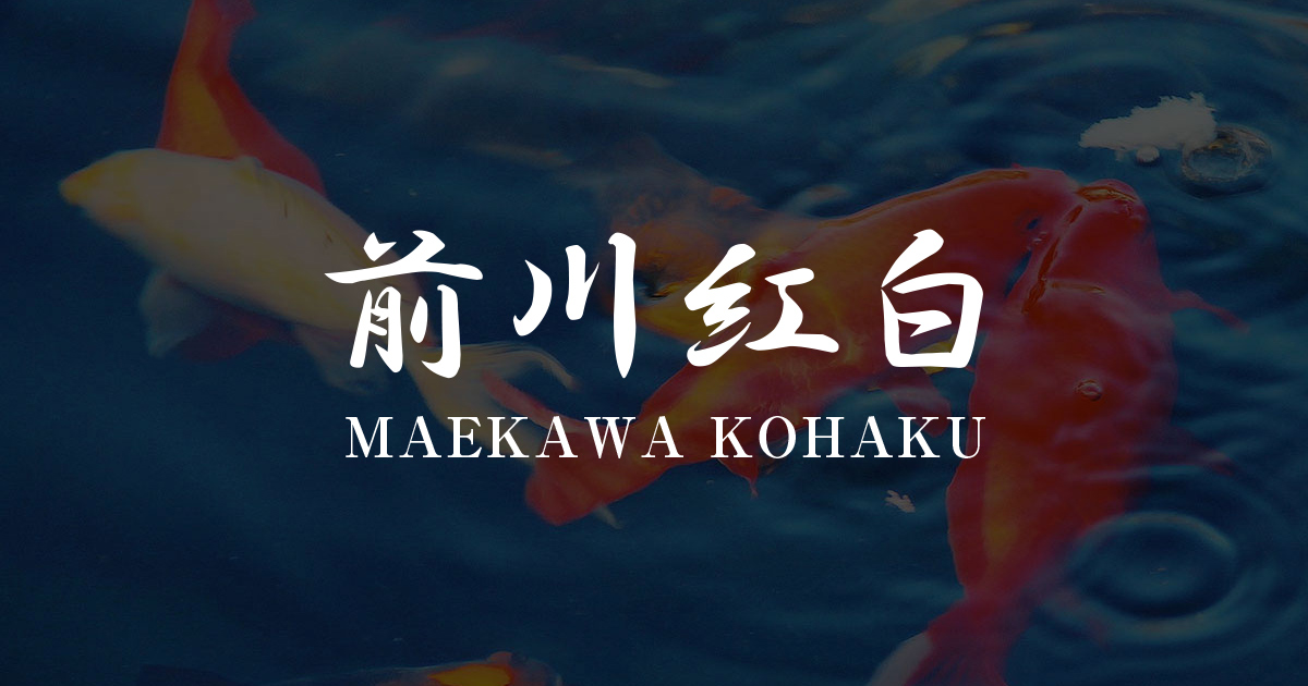 前川紅白 | MAEKAWA KOHAKU